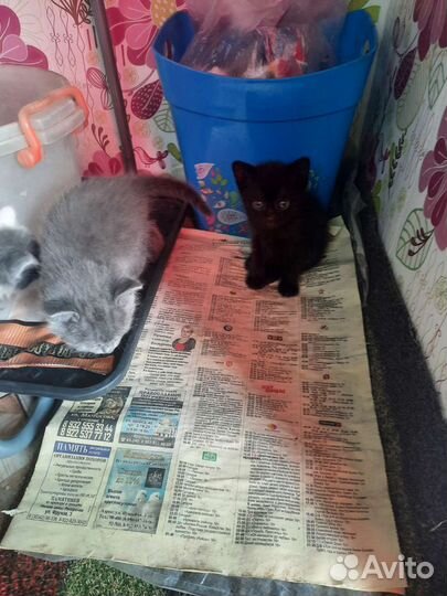 Котята отдам в добрые руки бесплатно