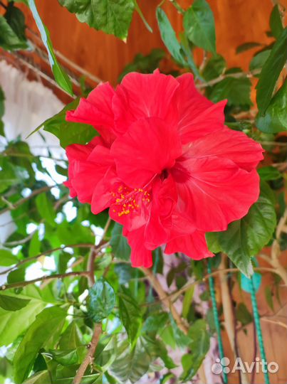 Китайская Роза - Гибискус