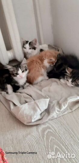 Котята в добрые руки