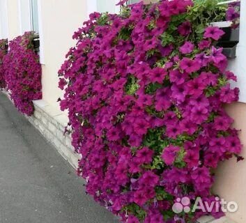 Продам мощные кустики
