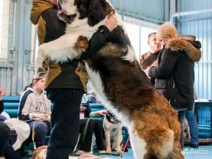 Щенки сенбернара