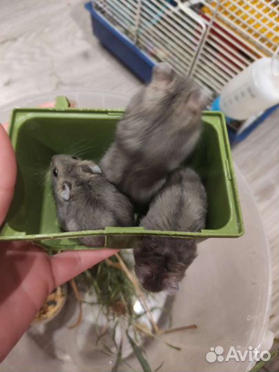 Джунгарский хомяк