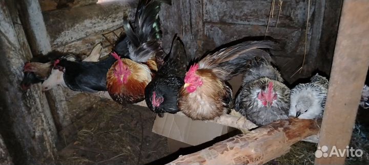 Малазийская серама