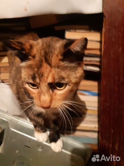 Кошечка стерилизованная ищет дом