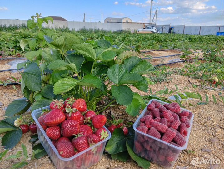 Саженцы пшехиба