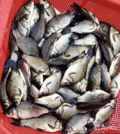 Живец карась