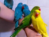 Ручные птенцы попугаев
