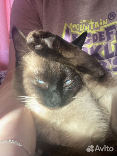 Тайский кот на вязку