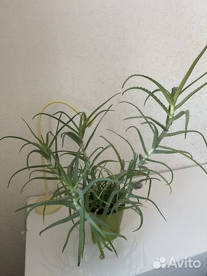 Алоэ лечебный