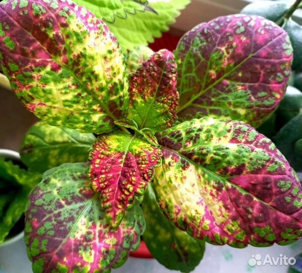 Колеус Аватар