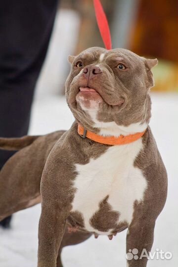 Американский булли покет