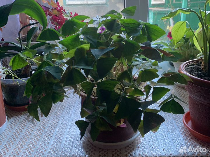 Кислица оксалис