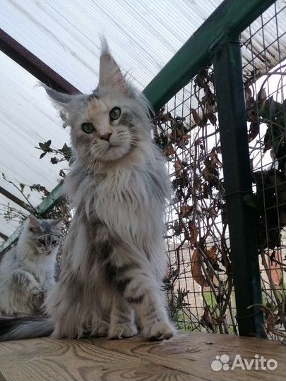 Мейн куны - серебряная роскошь