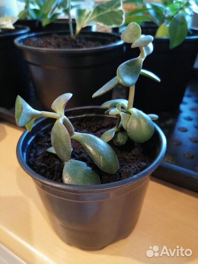 Толстянка денежное дерево