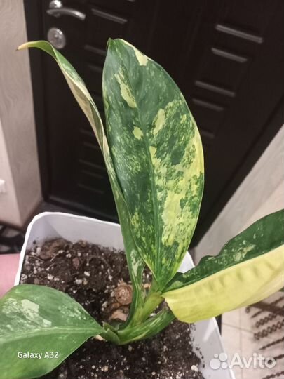 Диффенбахия еллоу