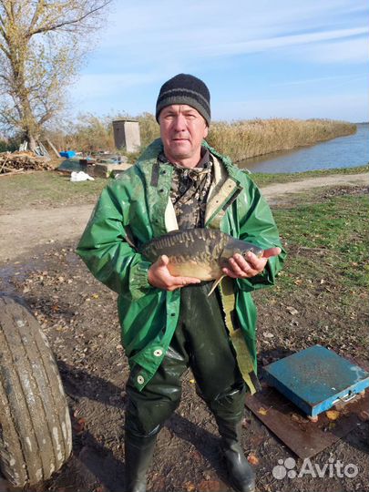 Товарная живая рыба