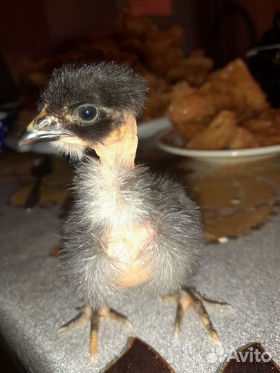 Цветное яйцо породных кур