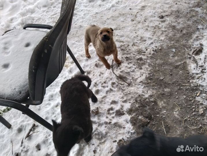 Собака в добрые руки