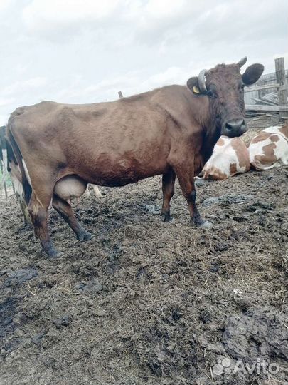 Продам коров