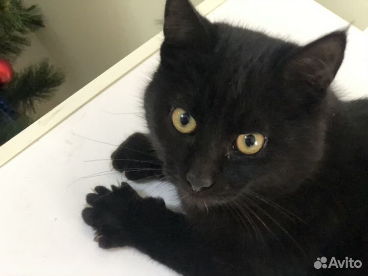 Котята от домашней кошки