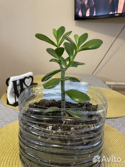 Толстянка-денежное дерево