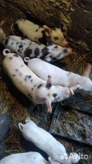 Поросята