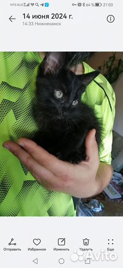 Котенок бесплатно