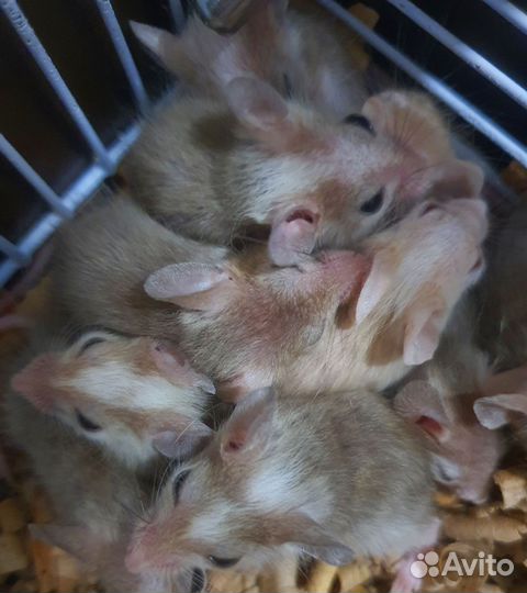 Мастомисы