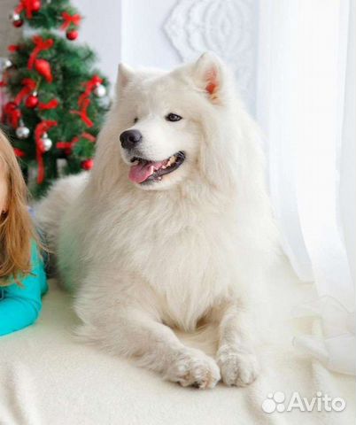 Нитки из собачьего пуха. Пряжа, шерстяные нитки