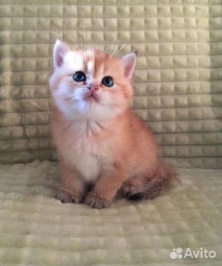 Британская короткошерстная кошка