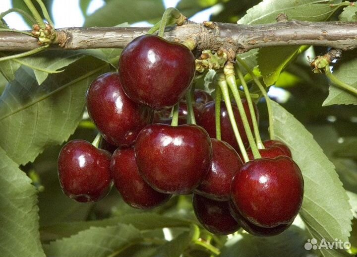 Саженцы Черешни Регина