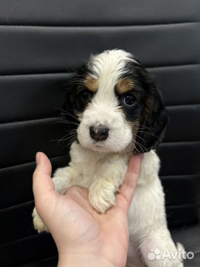 Плюшевые спаниели