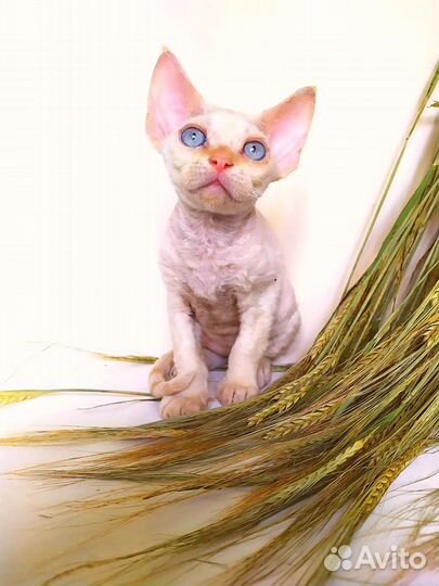 Девон-рекс котятки