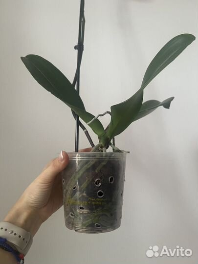 Орхидея фаленопсис