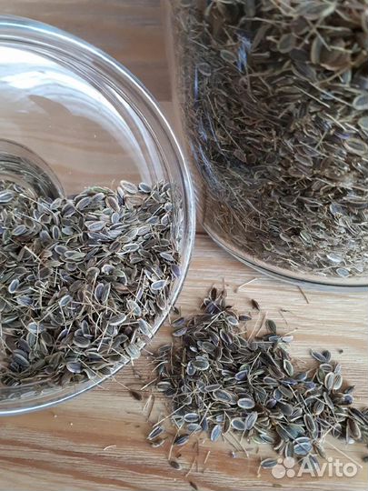 Семена. Укроп, кориандр, кинза, салат, петрушка