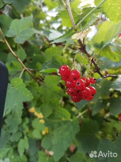 Красная смородина ягоды