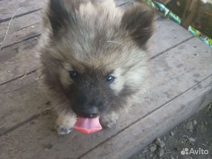 Шпиц. Щенки кеесхонд, вольфшпиц