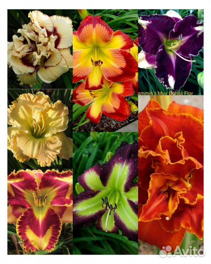 Лилейники сорта