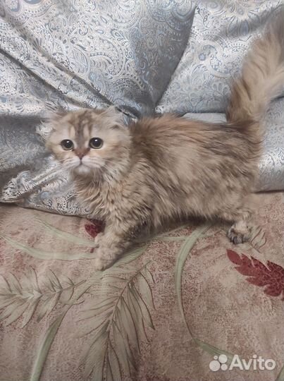 Кошки в добрые руки