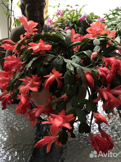 Декабрист шлюмбергера сныть декоративная