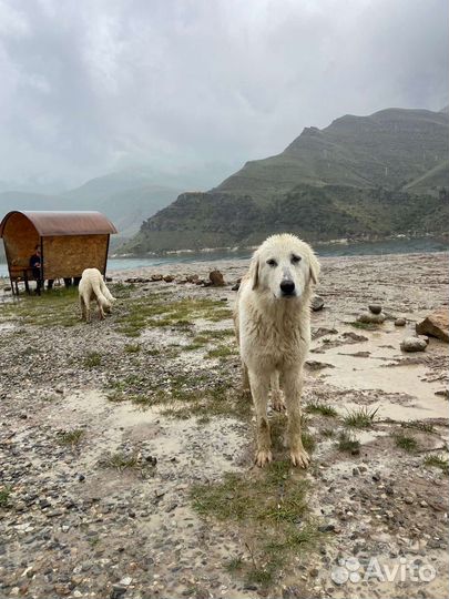 Кавказские Альпы – Эльбрус