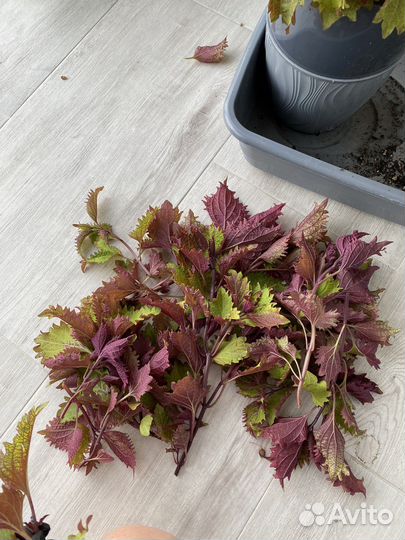 Черенки Колеуса Хенна