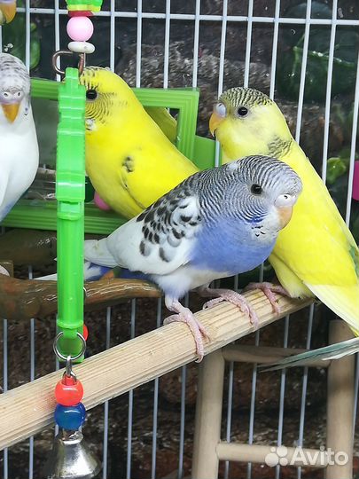 Волнистый попугай птенцы, клетка