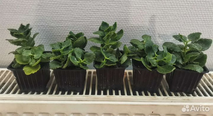 Каланхоэ белый махровый