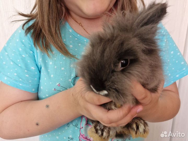 Декоративный кролик с клеткой