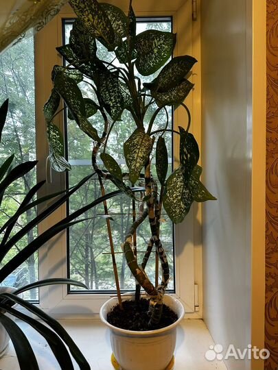 Диффенбахия