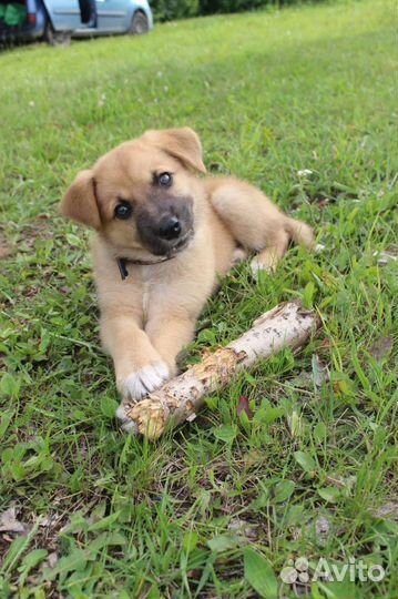 Маленький щеночек 2мес бесплатно в добрые руки