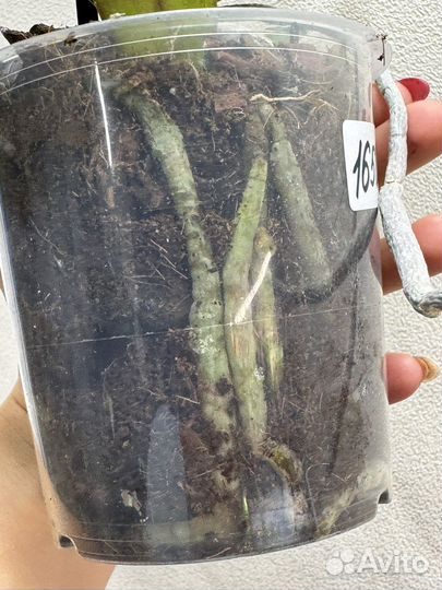 Орхидея фаленопсис