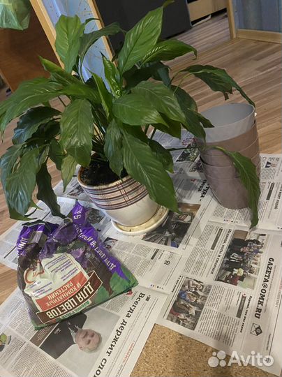 Спатифиллум