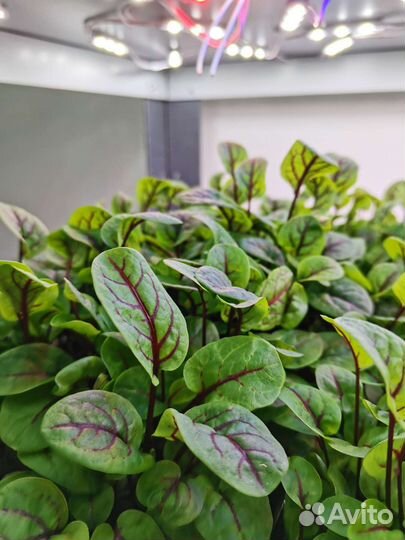 Микрозелень